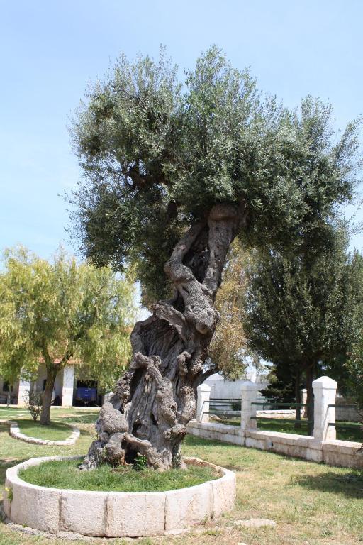 Masseria Maccarone Fasano Buitenkant foto